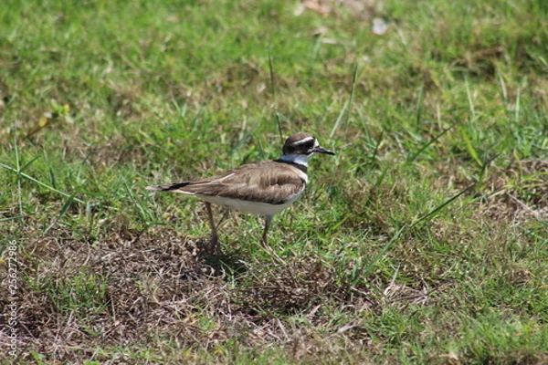 Fototapeta cuba varadero