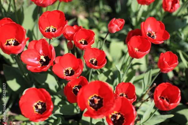 Fototapeta Blumen im Frühing