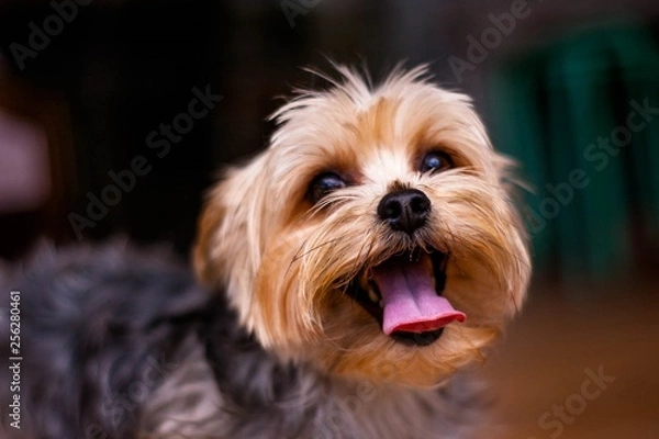 Obraz YORKSHIRE NOAH DOG MODEL