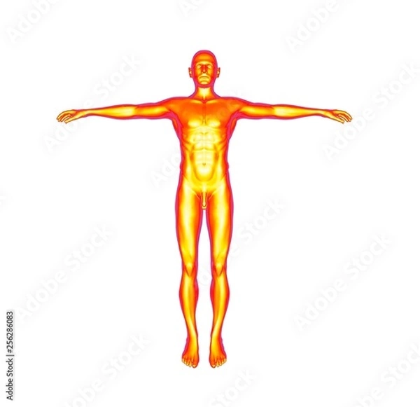 Fototapeta Human Man Body 3D Rendering