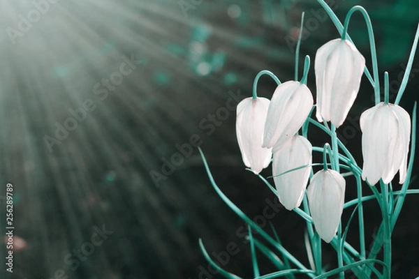 Fototapeta A lot of white flowers bloom in the spring in the sun at sunset. Spring summer floral dark turquoise background with soft focus, copy-space.