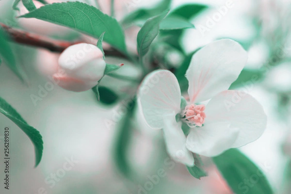 Fototapeta Beautiful spring art flower background. Blossoming white flower apple tree macro for wallpaper