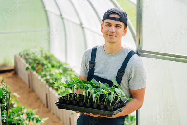 Fototapeta Handsome cheerful young gardener in overall standing with seedlings in greenhouse. Portrait of joyful farmer.