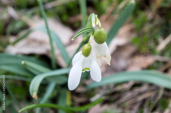 Obraz Snowdrops In The Meadow Closeup