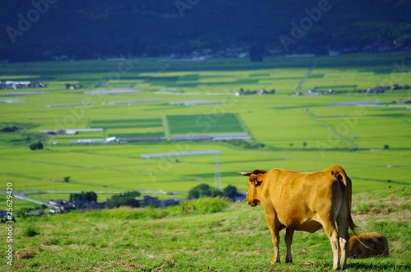 Fototapeta 日本の牛