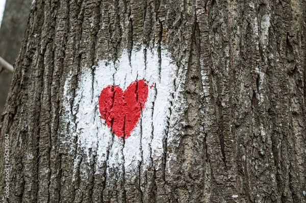 Obraz Hiking Trail Mark On a Tree inTthe Forest.