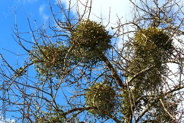 Obraz Mistel am Baum