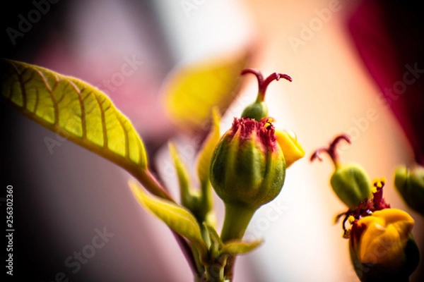 Fototapeta Close up flower
