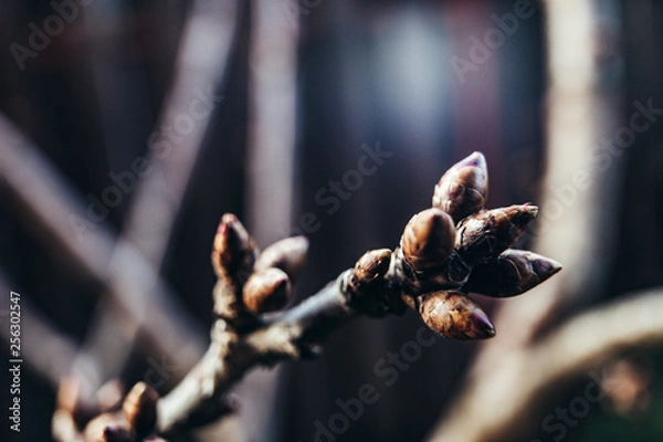 Fototapeta close up Bud