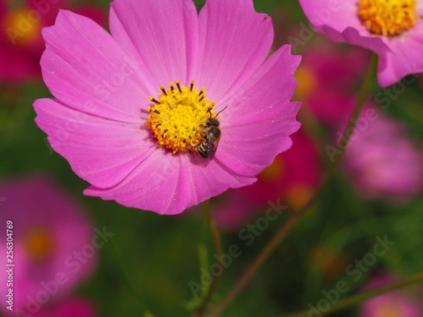 Fototapeta ミツバチとコスモス