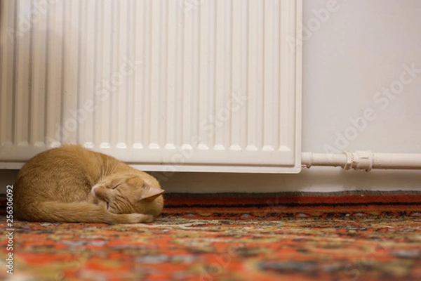 Obraz ginger cat sleeping near heater