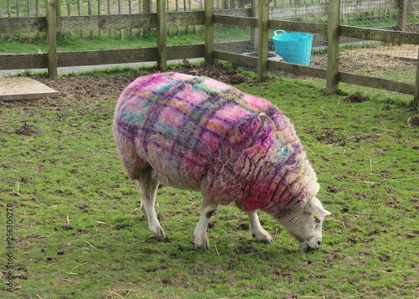 Obraz tartan sheep