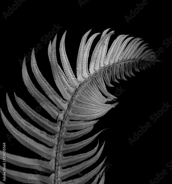 Obraz silver fern