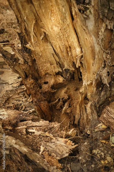Fototapeta Tree structure close-up. Natural photo of bark, branch, log.