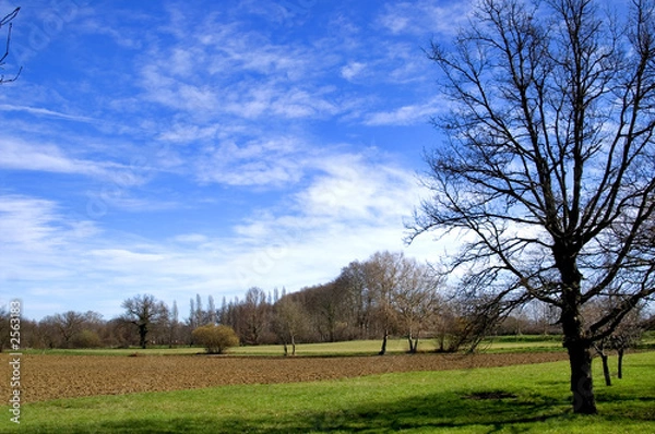 Obraz l'arbre du pré