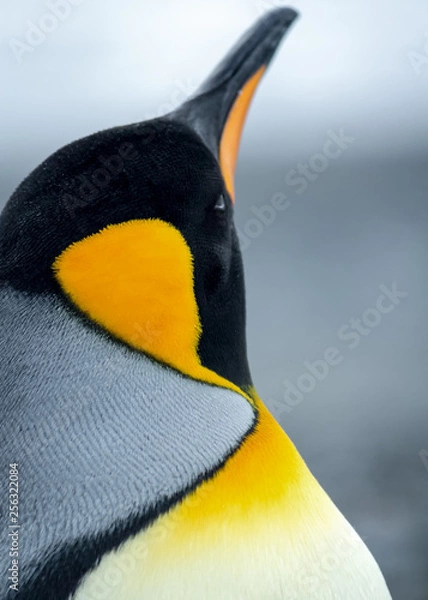 Obraz King Penguin Portrait looking away from camera