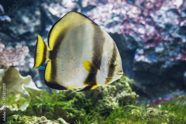 Fototapeta Circular batfish