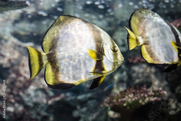 Fototapeta Circular batfish