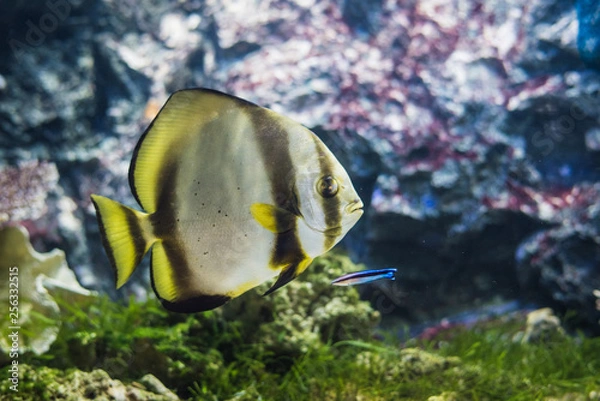 Fototapeta Circular batfish