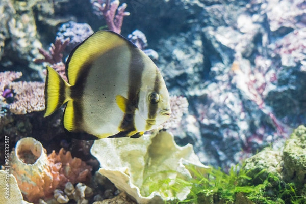 Fototapeta Circular batfish