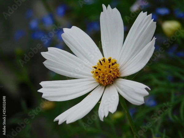 Obraz Ромшка (Chamomile)