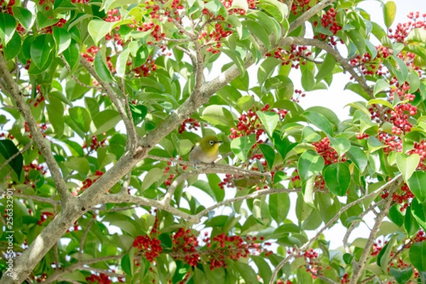 Fototapeta メジロとクロガネモチ