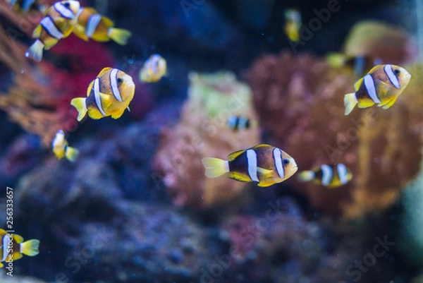 Fototapeta Cartoon fish