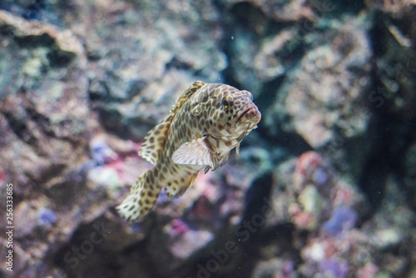 Fototapeta Grouper fish