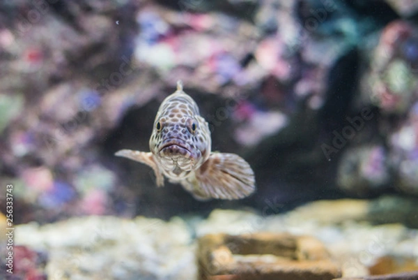 Fototapeta Grouper fish