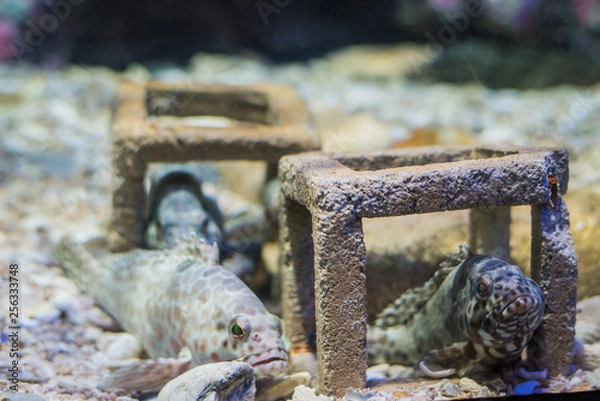 Fototapeta Grouper fish