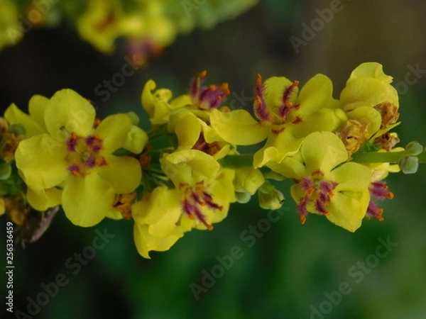 Obraz Цвток (Flower)