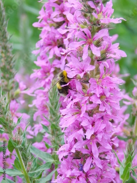 Fototapeta Шмель2 (Bumblebee)