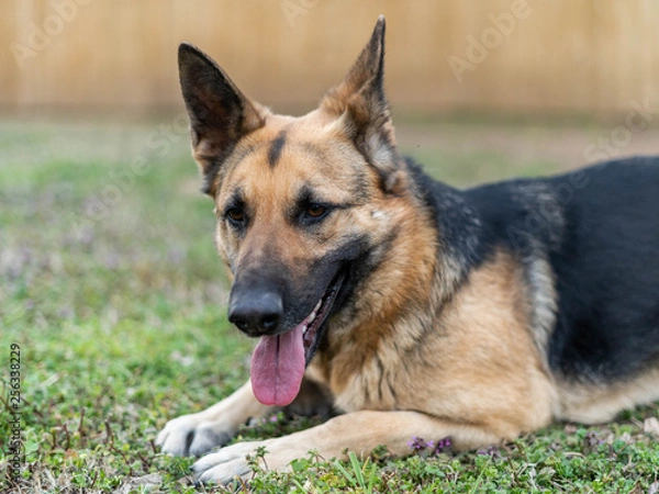 Fototapeta Gracie Mae 5