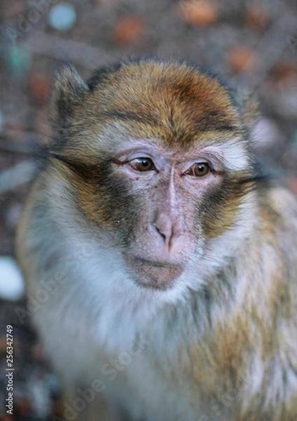 Obraz A monkey over a tree in the forest