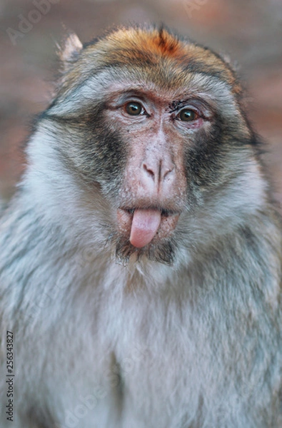 Obraz A monkey over a tree in the forest