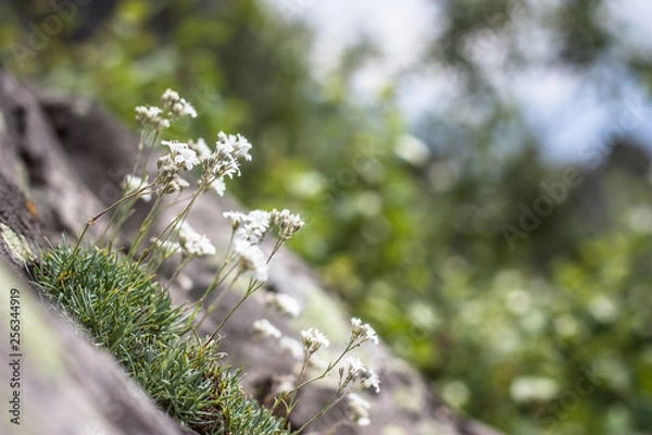 Obraz tender beautiful mountain flowers on a bright sunny day in the mountains