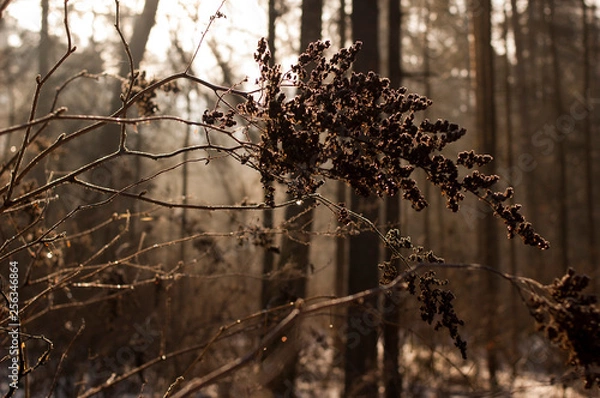 Fototapeta morning in the spring forest