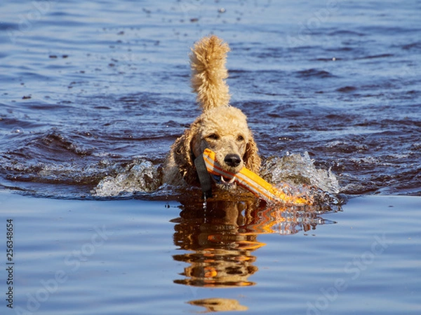 Obraz Standard poodle swimming on dog rescue service water training. Playing with an orange fetching toy in a lake  on a sunny summer day in Finland.