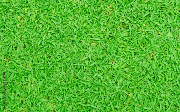 Fototapeta Green lawn