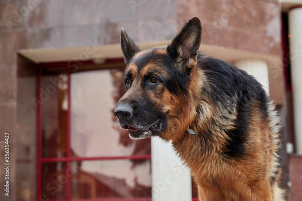 Obraz Dog German Shepherd in a city in a day