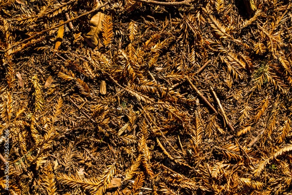 Obraz Forest floor leaf litter 