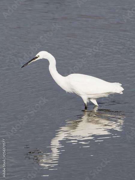 Obraz A Little Egret Wading