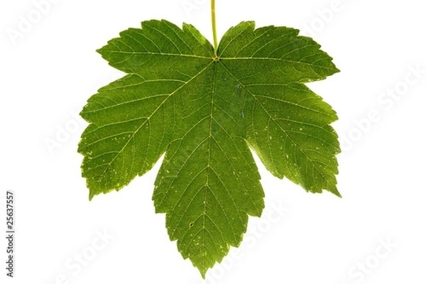 Obraz isolated leaf of Acer pseudoplatanus