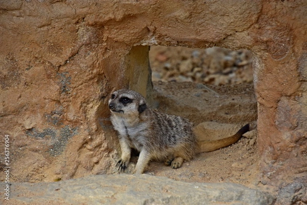 Fototapeta Meerkat, small and agile beast