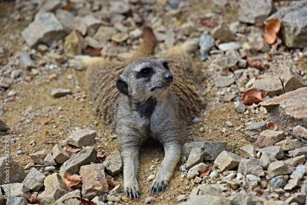 Fototapeta Meerkat, small and agile beast