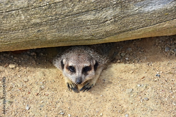 Fototapeta Meerkat, small and agile beast