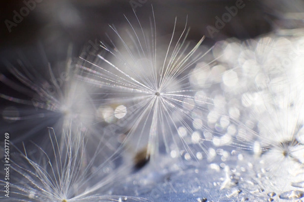 Fototapeta dandelion seeds with drops of water on a blue background  close-up