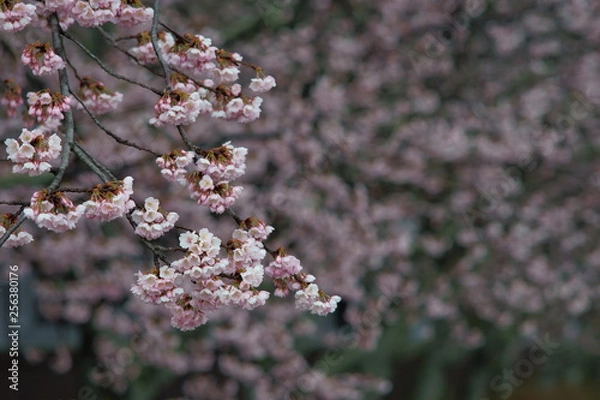 Fototapeta 満開の早咲きの桜の花