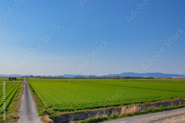 Fototapeta 麦畑と道路　Wheat field＆road　佐賀平野　佐賀県