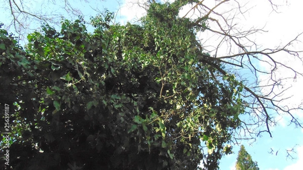 Obraz Naturaleza viva.